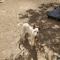 GPAR :: Grupo de Protección Animal de Rute