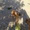 GPAR :: Grupo de Protección Animal de Rute