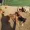 GPAR :: Grupo de Protección Animal de Rute