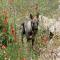 GPAR :: Grupo de Protección Animal de Rute
