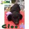 GPAR :: Grupo de Protección Animal de Rute