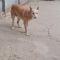 GPAR :: Grupo de Protección Animal de Rute