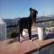 GPAR :: Grupo de Protección Animal de Rute