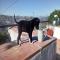 GPAR :: Grupo de Protección Animal de Rute