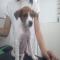 GPAR :: Grupo de Protección Animal de Rute