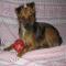 GPAR :: Grupo de Protección Animal de Rute