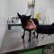 GPAR :: Grupo de Protección Animal de Rute