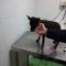 GPAR :: Grupo de Protección Animal de Rute