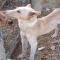 GPAR :: Grupo de Protección Animal de Rute