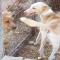 GPAR :: Grupo de Protección Animal de Rute