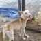 GPAR :: Grupo de Protección Animal de Rute