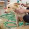 GPAR :: Grupo de Protección Animal de Rute