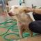 GPAR :: Grupo de Protección Animal de Rute