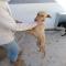 GPAR :: Grupo de Protección Animal de Rute