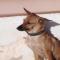 GPAR :: Grupo de Protección Animal de Rute