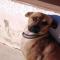 GPAR :: Grupo de Protección Animal de Rute