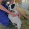 GPAR :: Grupo de Protección Animal de Rute