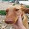 GPAR :: Grupo de Protección Animal de Rute