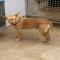 GPAR :: Grupo de Protección Animal de Rute