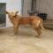 GPAR :: Grupo de Protección Animal de Rute