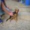 GPAR :: Grupo de Protección Animal de Rute