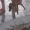 GPAR :: Grupo de Protección Animal de Rute