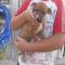 GPAR :: Grupo de Protección Animal de Rute