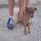 GPAR :: Grupo de Protección Animal de Rute