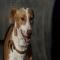 GPAR :: Grupo de Protección Animal de Rute
