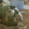 GPAR :: Grupo de Protección Animal de Rute