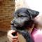 GPAR :: Grupo de Protección Animal de Rute