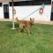 GPAR :: Grupo de Protección Animal de Rute