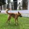 GPAR :: Grupo de Protección Animal de Rute