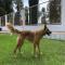 GPAR :: Grupo de Protección Animal de Rute
