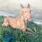 GPAR :: Grupo de Protección Animal de Rute