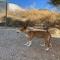 GPAR :: Grupo de Protección Animal de Rute