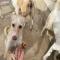 GPAR :: Grupo de Protección Animal de Rute