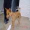 GPAR :: Grupo de Protección Animal de Rute