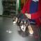 GPAR :: Grupo de Protección Animal de Rute