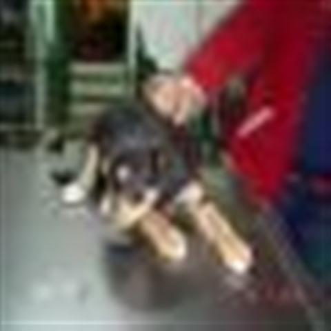 GPAR :: Grupo de Protección Animal de Rute