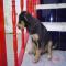 GPAR :: Grupo de Protección Animal de Rute