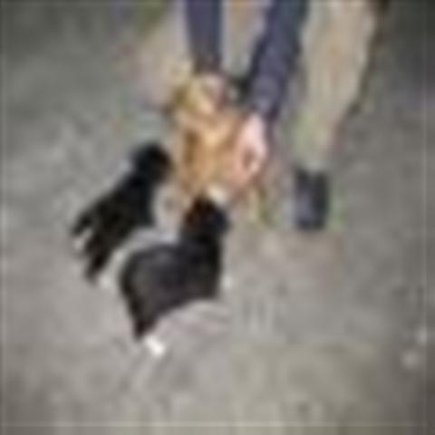 GPAR :: Grupo de Protección Animal de Rute