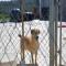 GPAR :: Grupo de Protección Animal de Rute