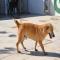 GPAR :: Grupo de Protección Animal de Rute