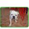GPAR :: Grupo de Protección Animal de Rute
