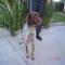 GPAR :: Grupo de Protección Animal de Rute