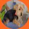 GPAR :: Grupo de Protección Animal de Rute
