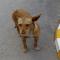 GPAR :: Grupo de Protección Animal de Rute