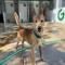 GPAR :: Grupo de Protección Animal de Rute