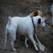 GPAR :: Grupo de Protección Animal de Rute